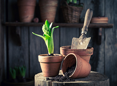 The benefits of a potting shed